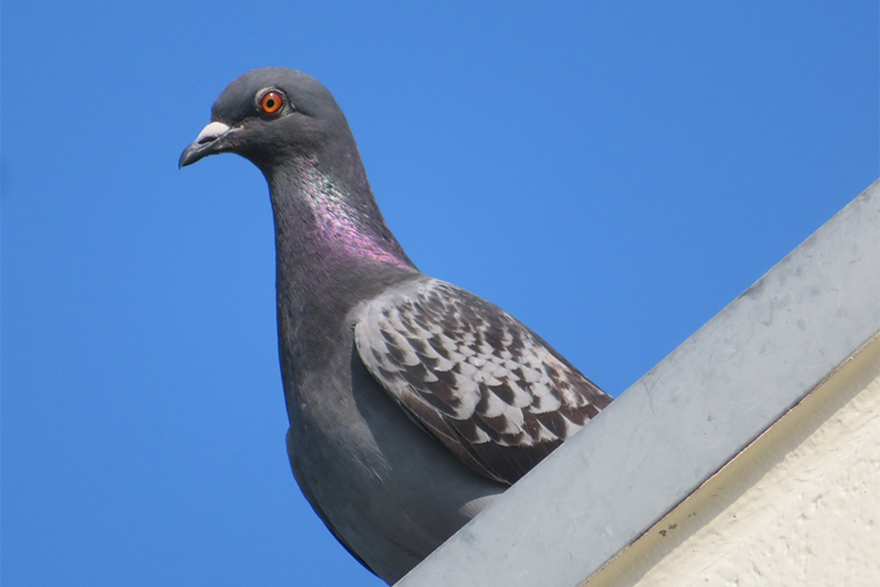 害獣駆除/鳩駆除・鳩よけ